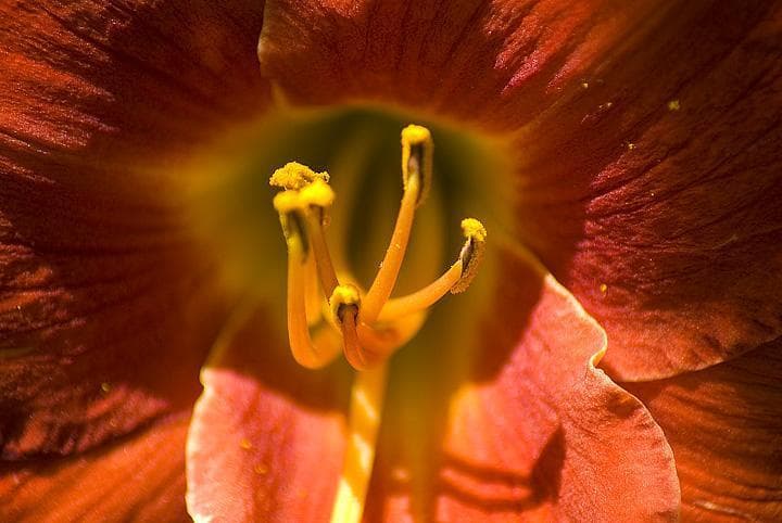 Macrofotografia